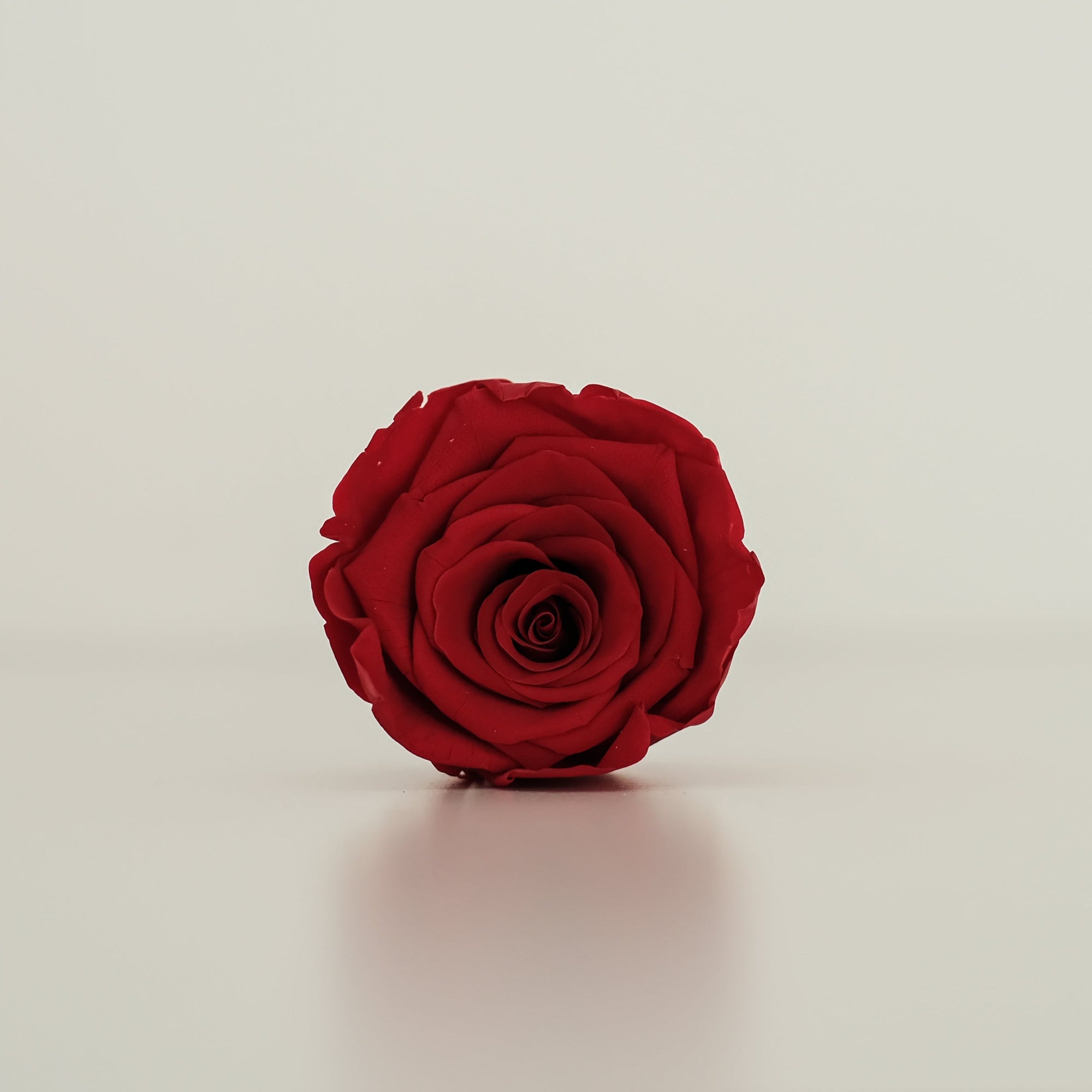 Camilia Preserved Rose 8pcs