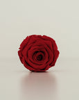 Camilia Preserved Rose 8pcs