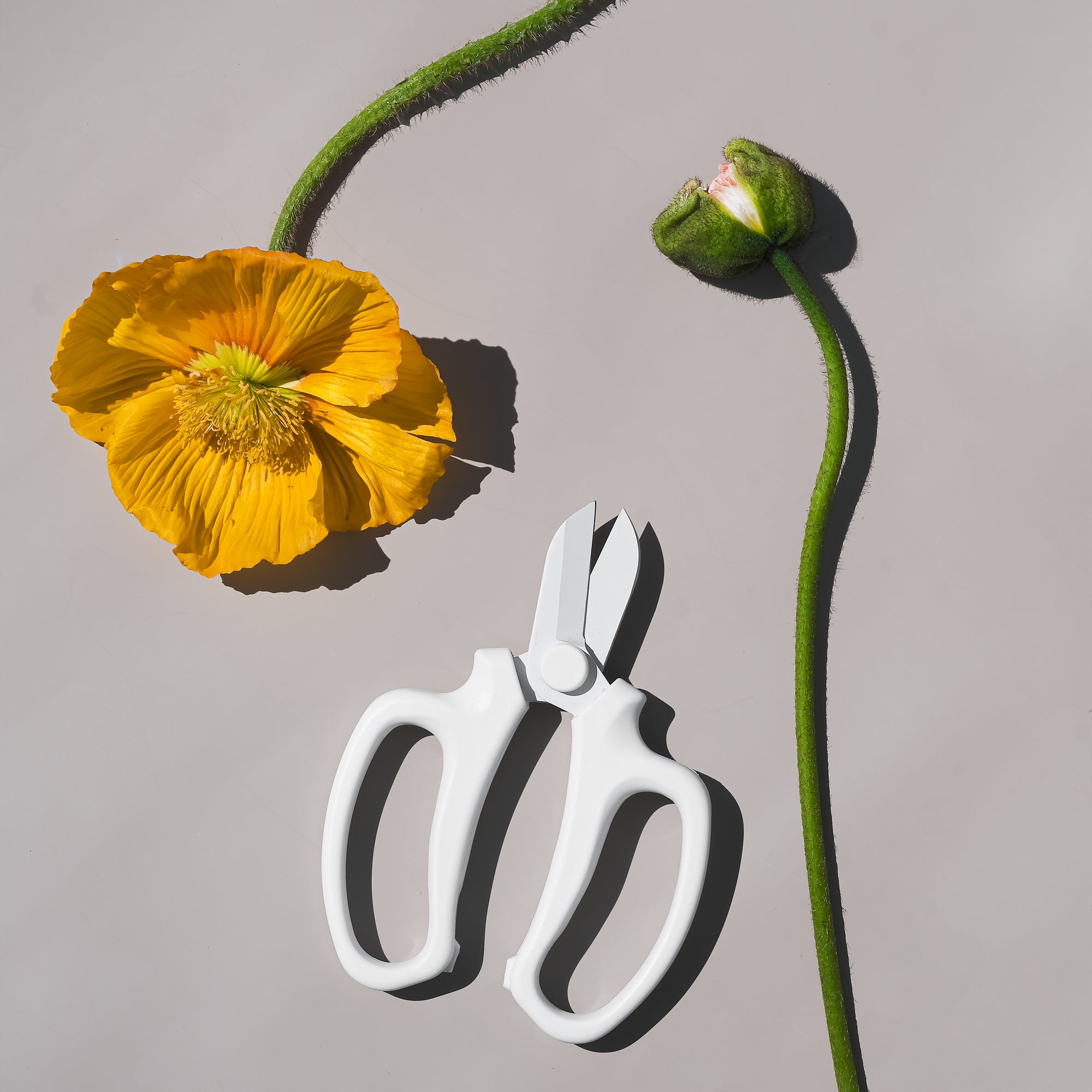 Camilia Supply Flower Snip