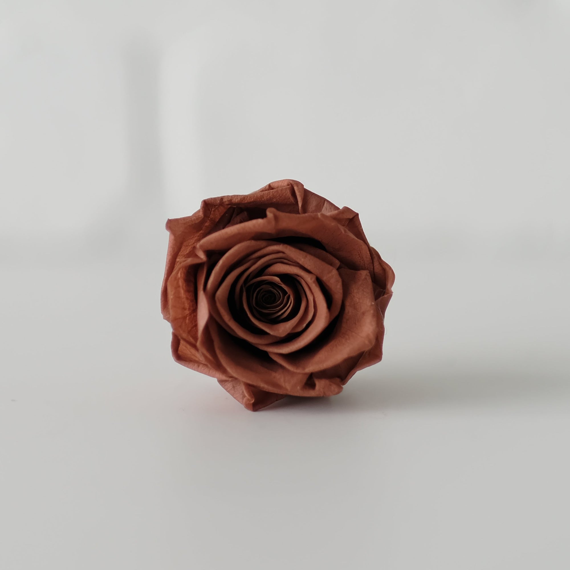 Camilia Preserved Rose 8pcs