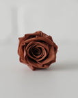 Camilia Preserved Rose 8pcs