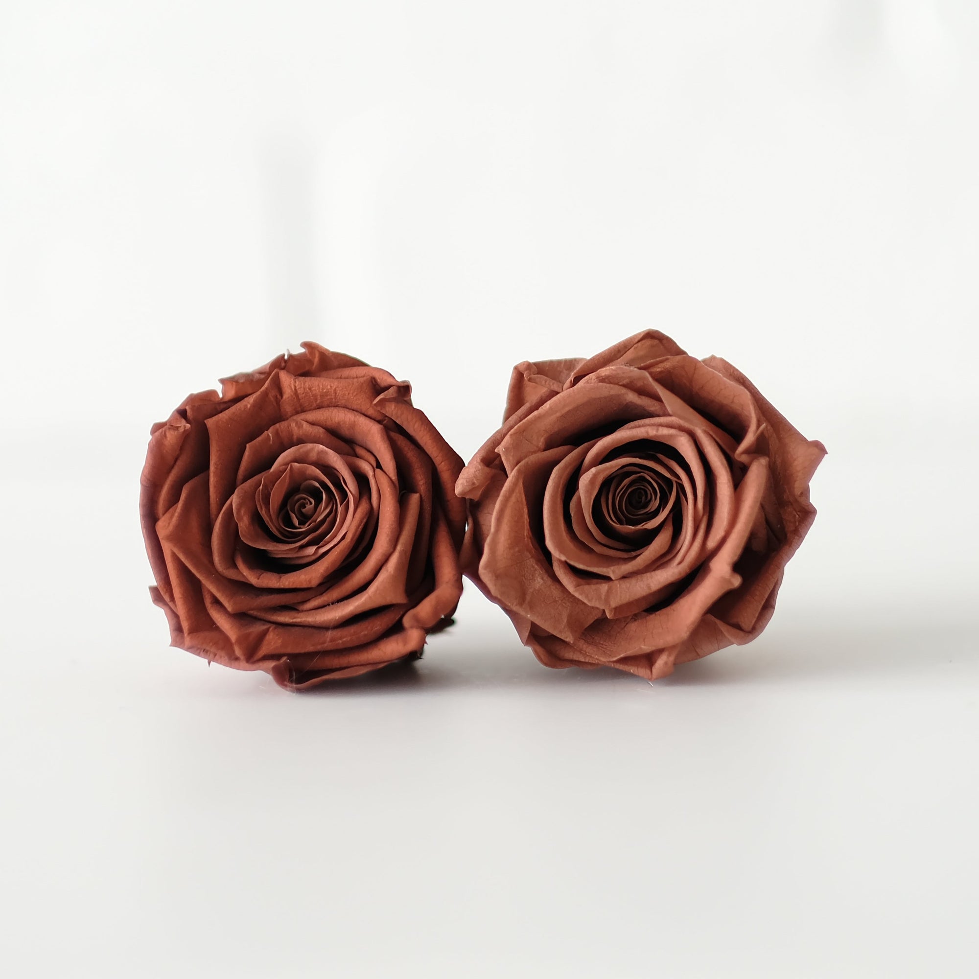 Camilia Preserved Rose 8pcs