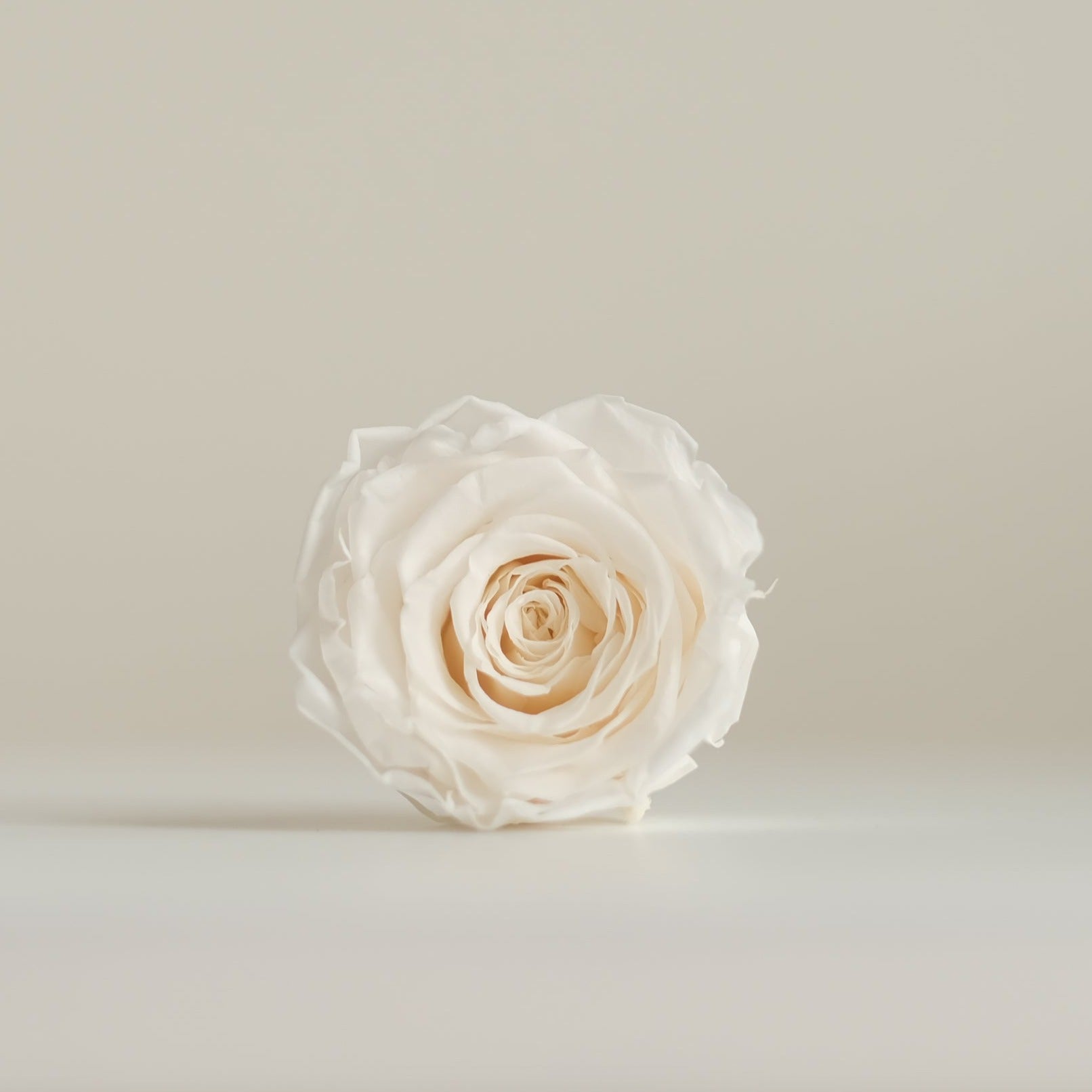 Camilia Supply Preserved Rose