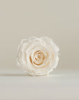 Camilia Supply Preserved Rose