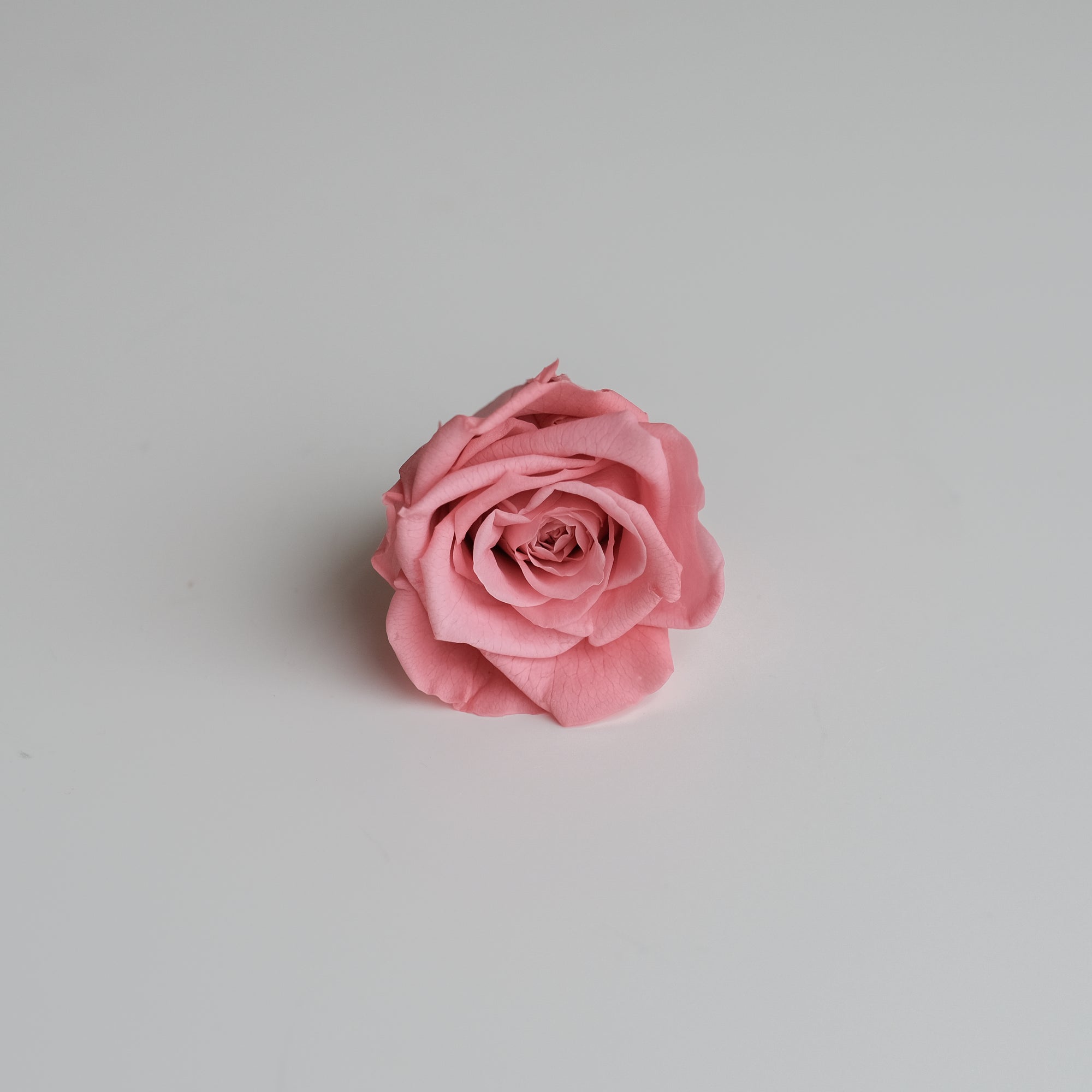 Camilia Preserved Rose 8pcs