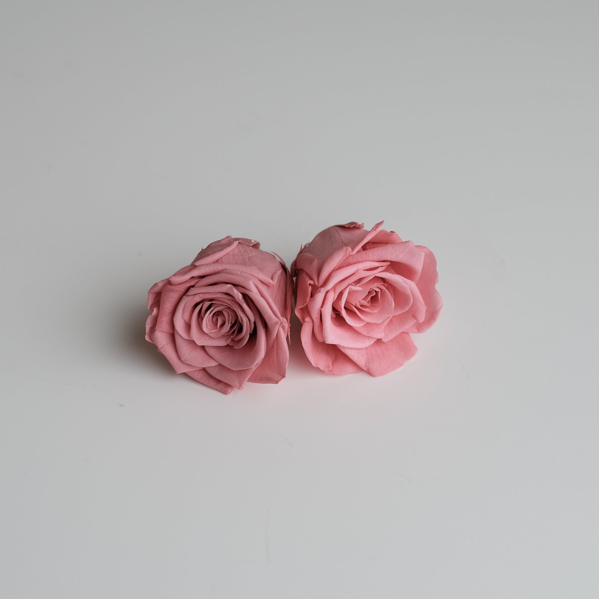 Camilia Preserved Rose 8pcs
