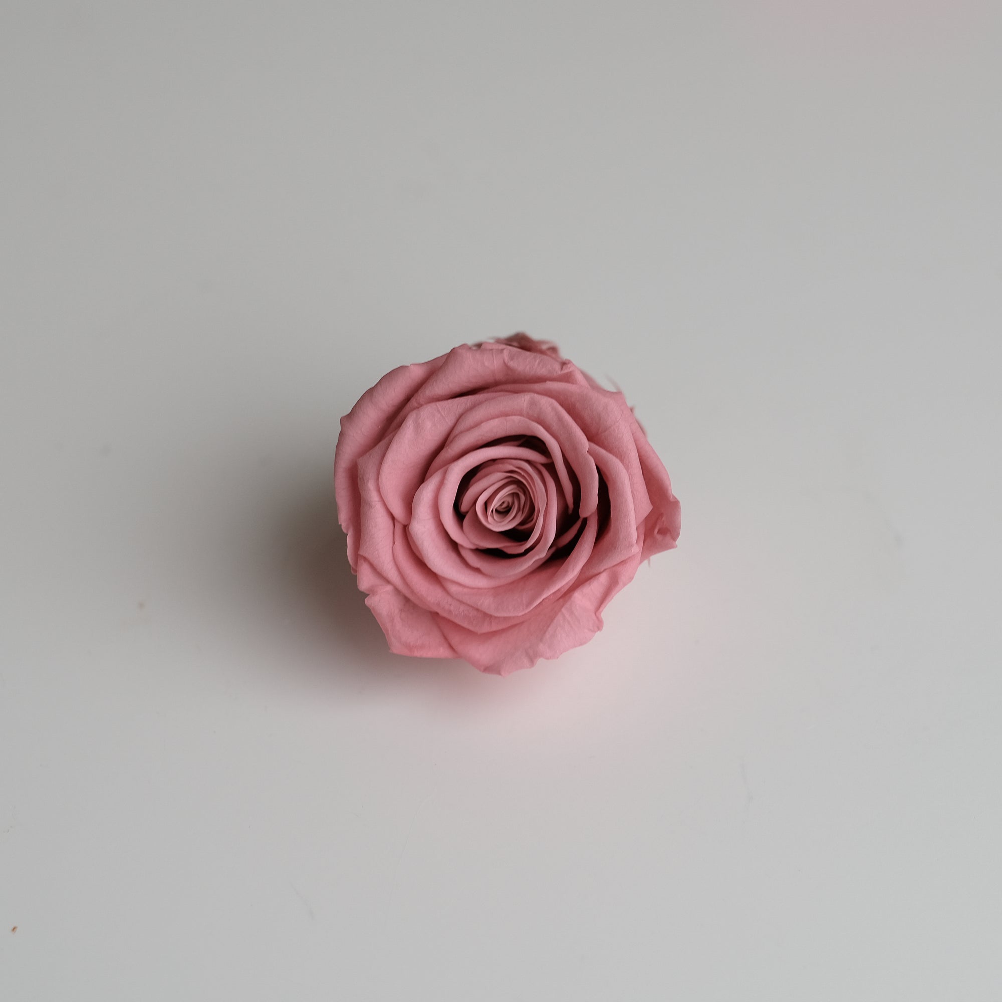 Camilia Preserved Rose 8pcs
