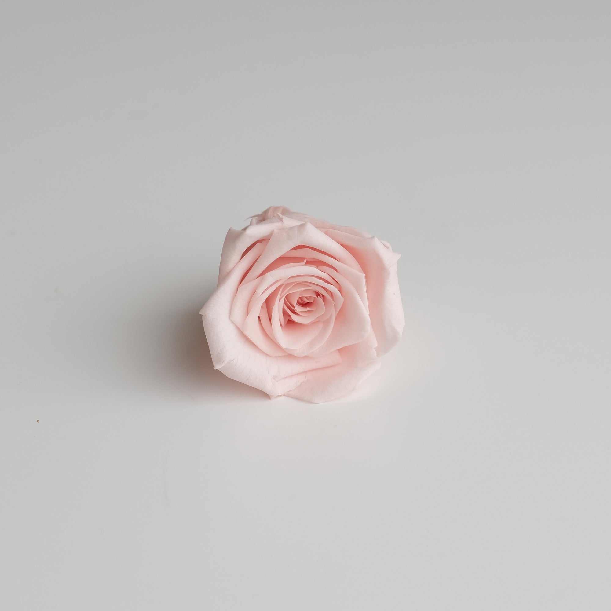 Camilia Preserved Rose 8pcs