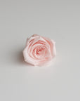 Camilia Preserved Rose 8pcs