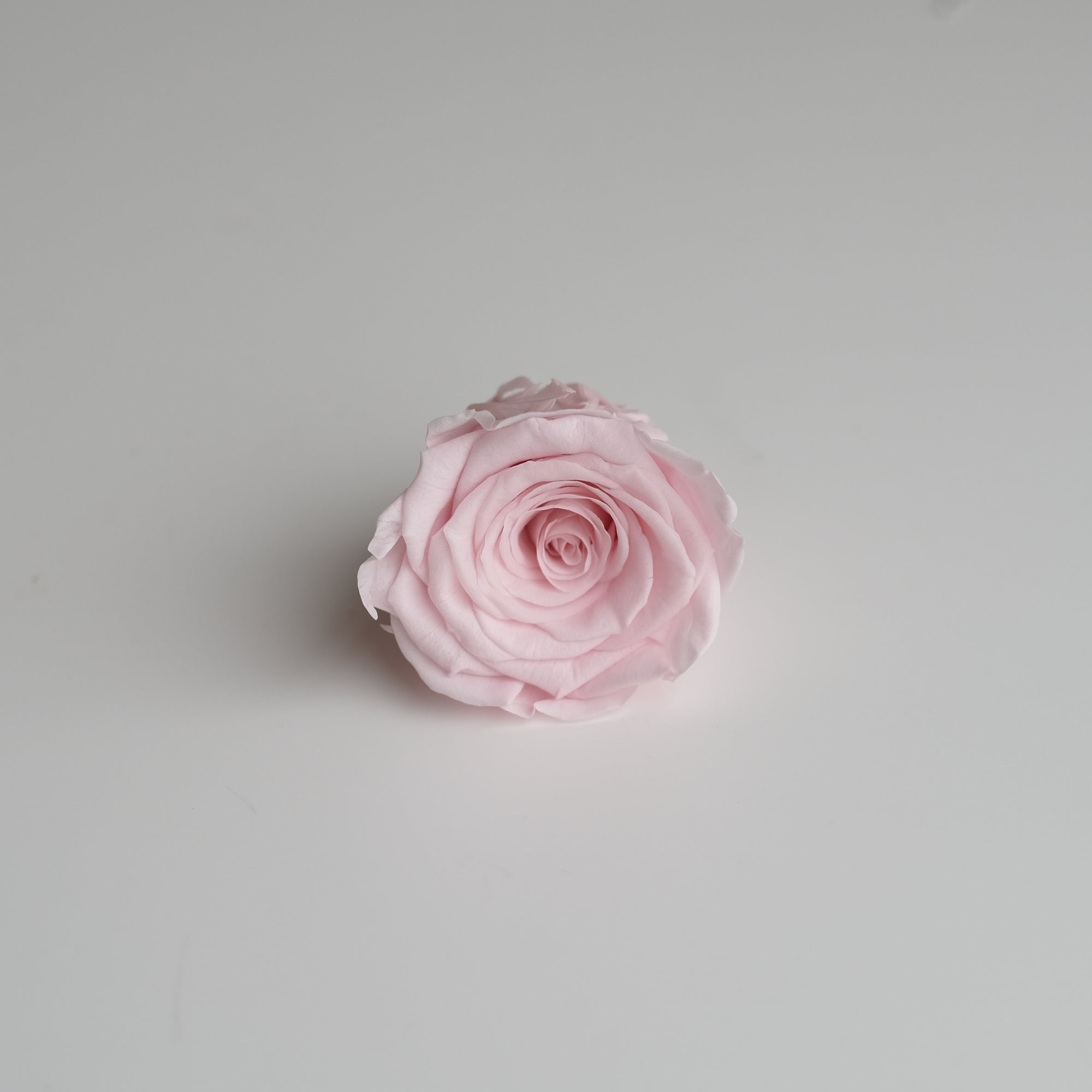 Camilia Preserved Rose 8pcs
