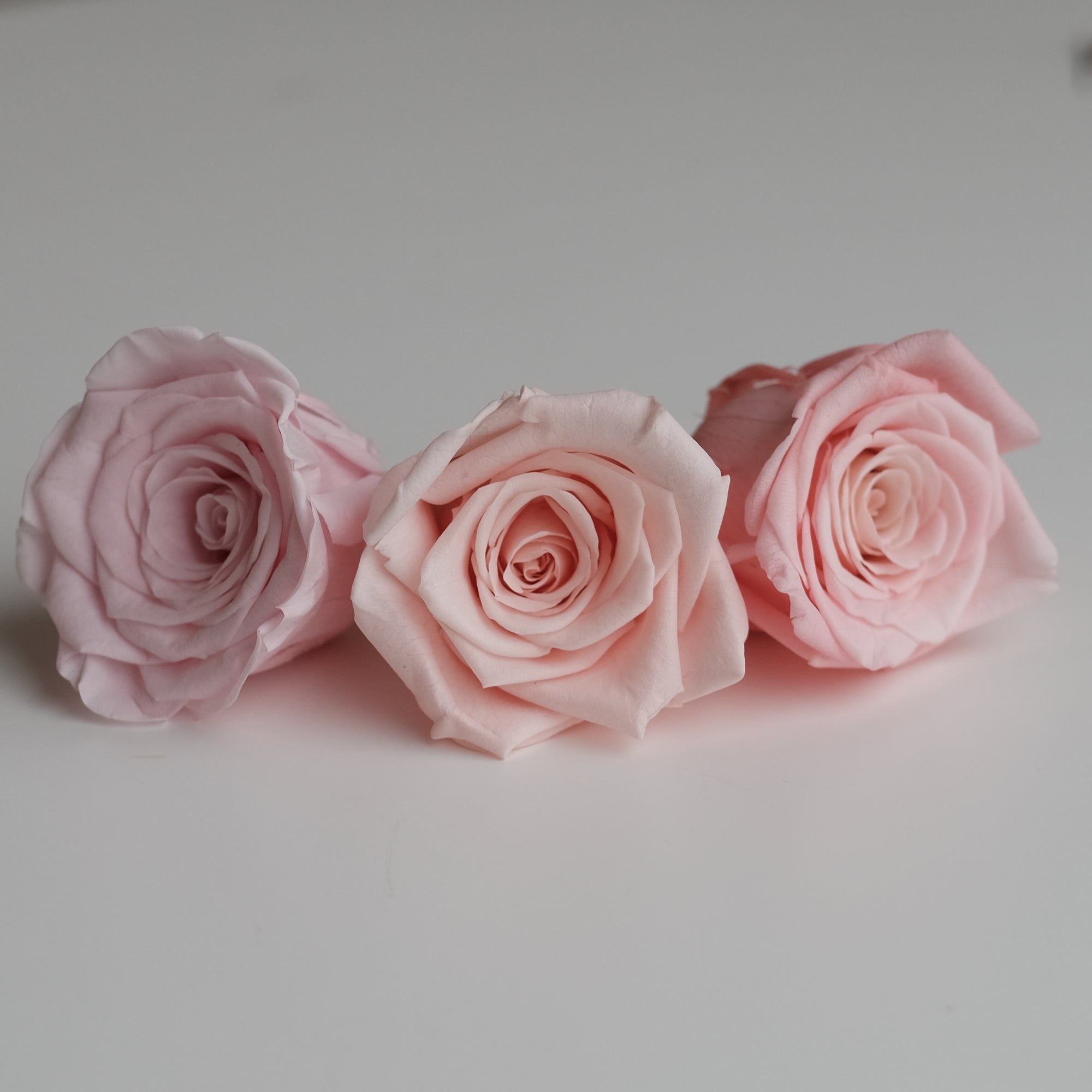 Camilia Preserved Rose 8pcs