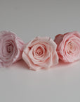 Camilia Preserved Rose 8pcs