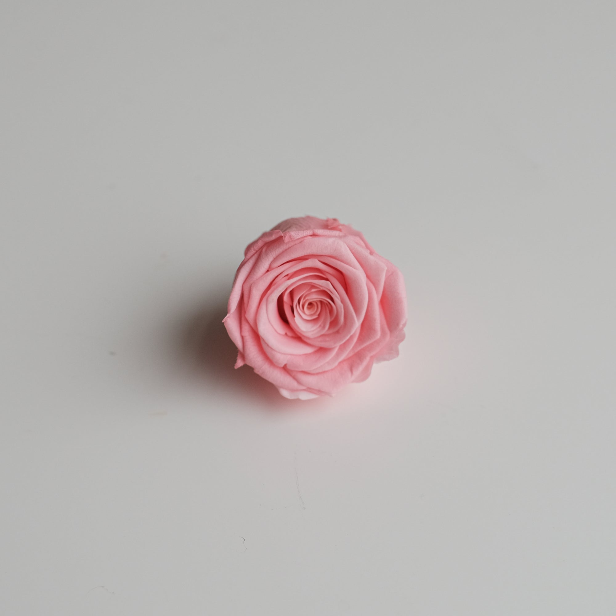 Camilia Preserved Rose 8pcs