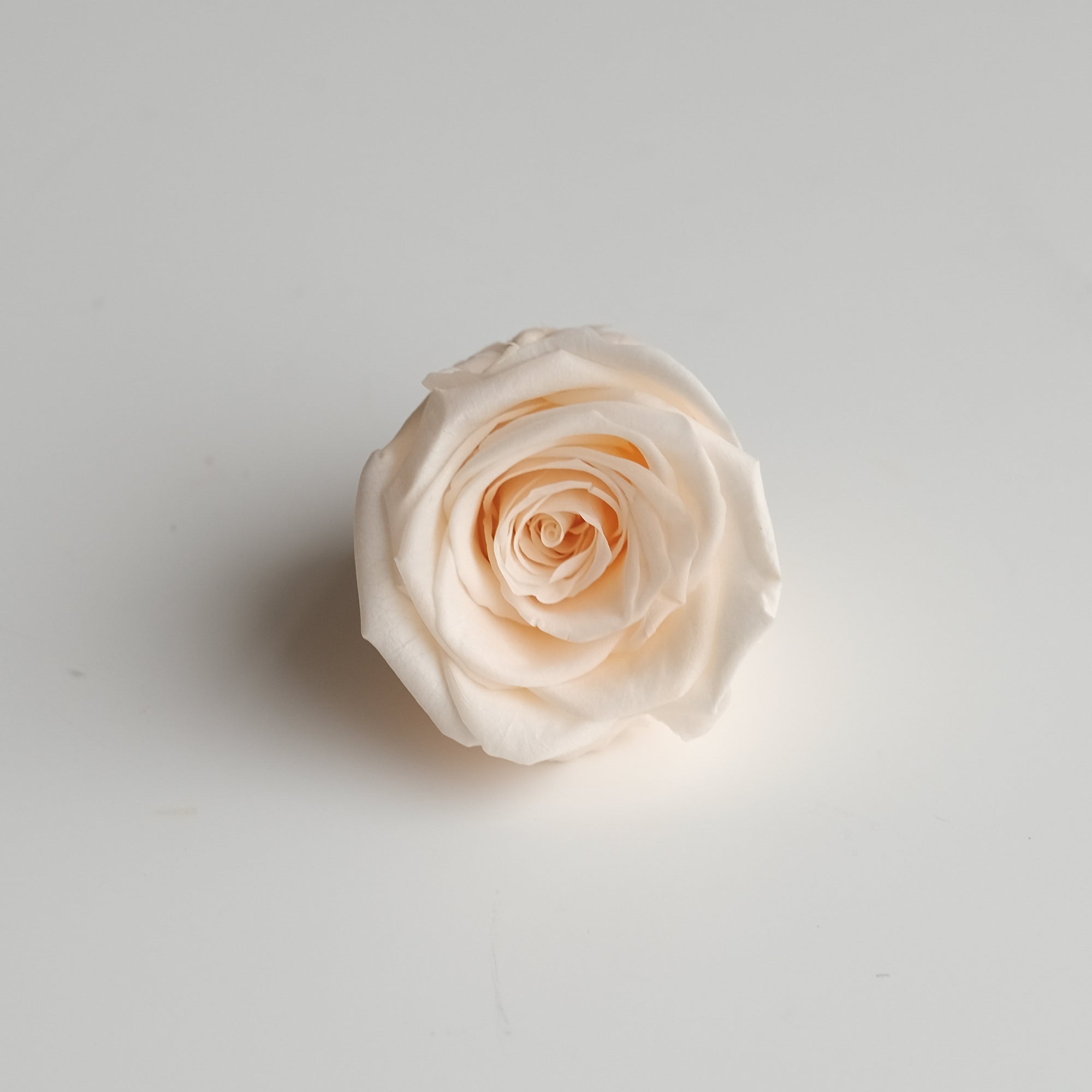 Camilia Preserved Rose 8pcs