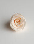 Camilia Preserved Rose 8pcs