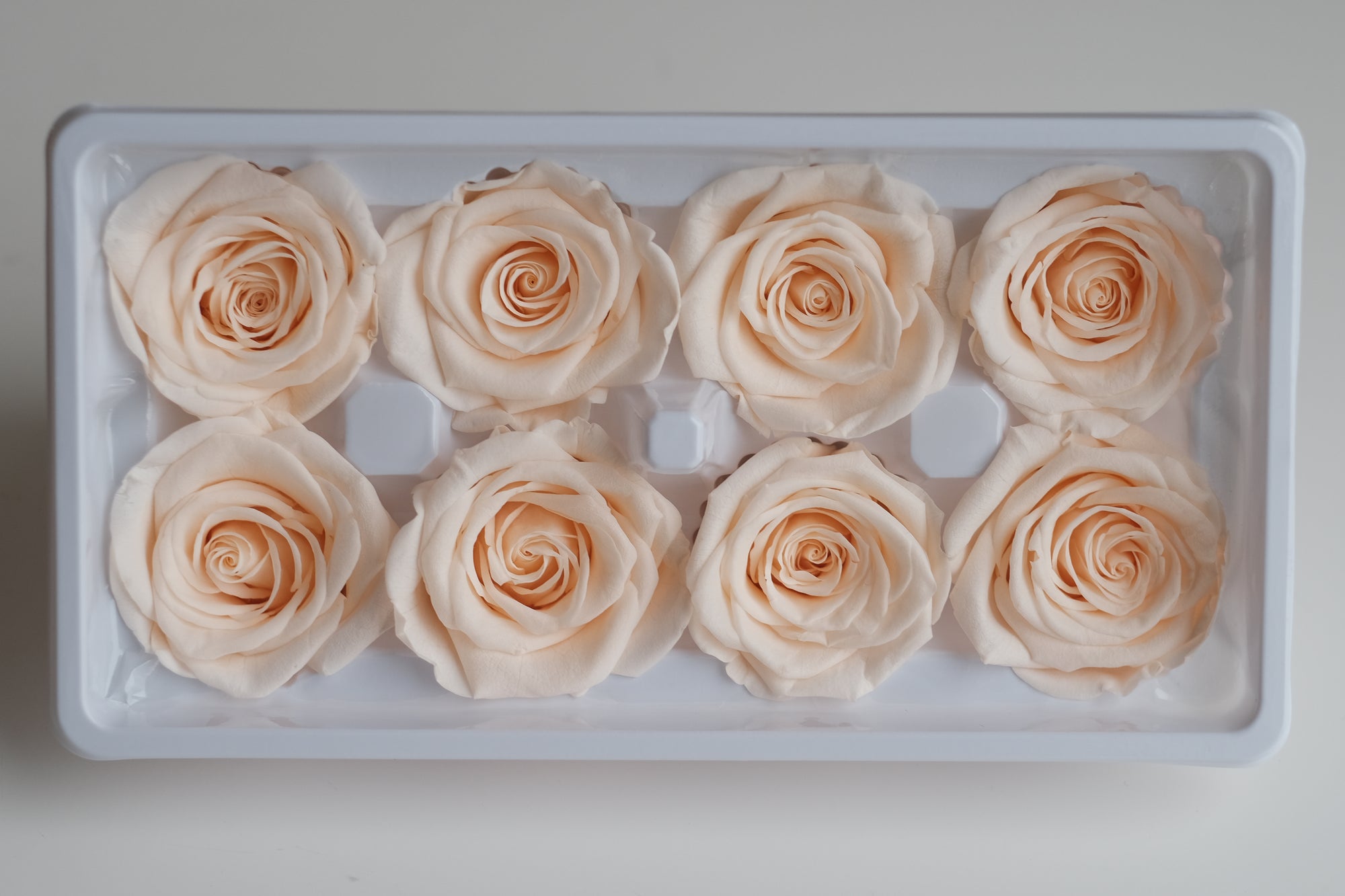 Camilia Preserved Rose 8pcs