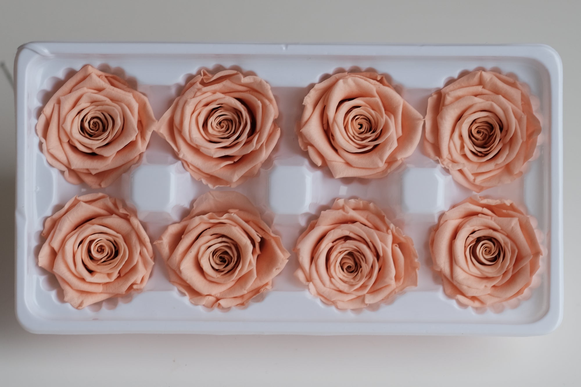 Camilia Preserved Rose 8pcs