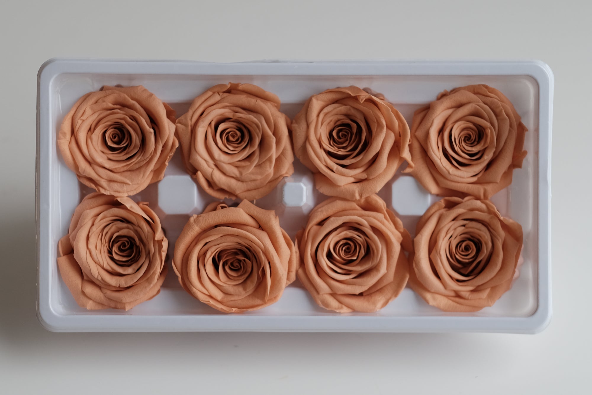 Camilia Preserved Rose 8pcs