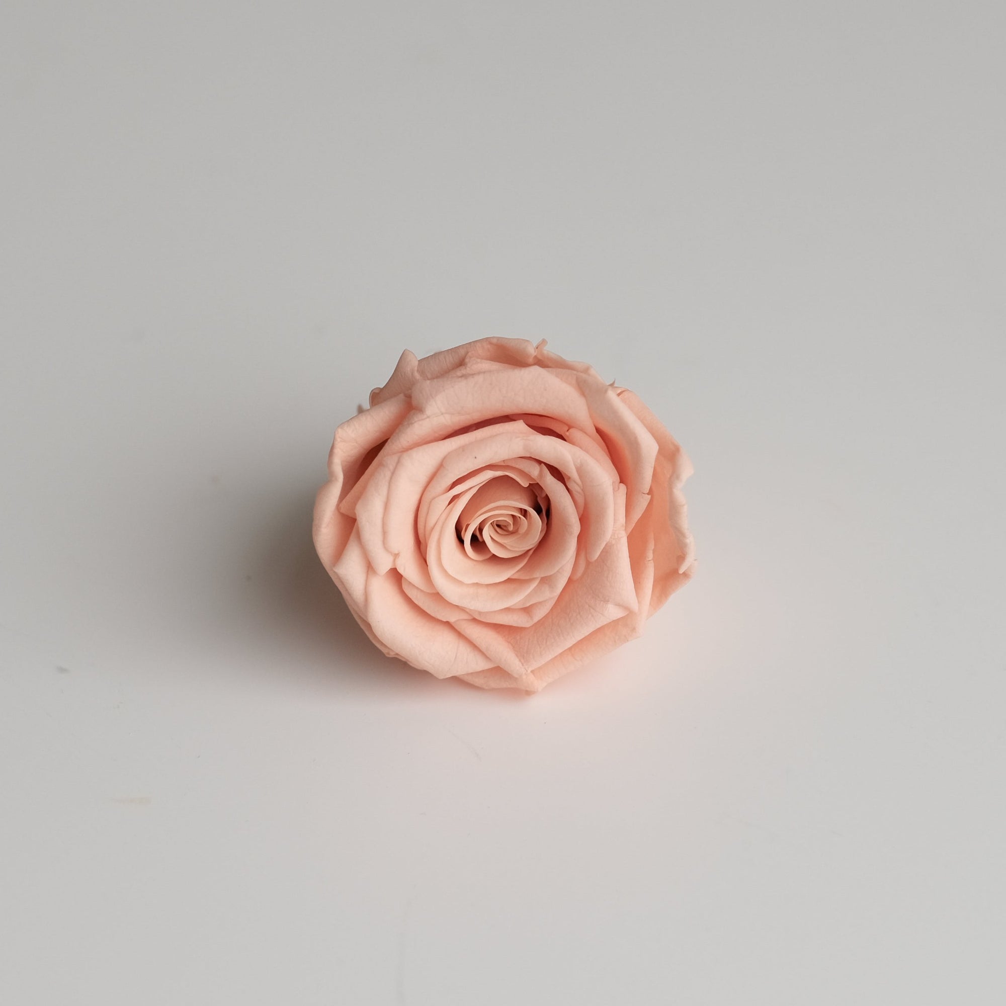 Camilia Preserved Rose 8pcs