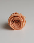 Camilia Preserved Rose 8pcs