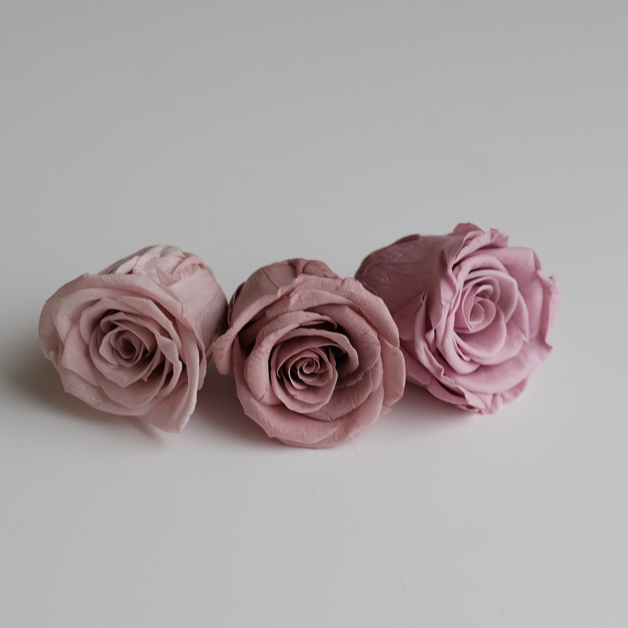 Camilia Preserved Rose 8pcs