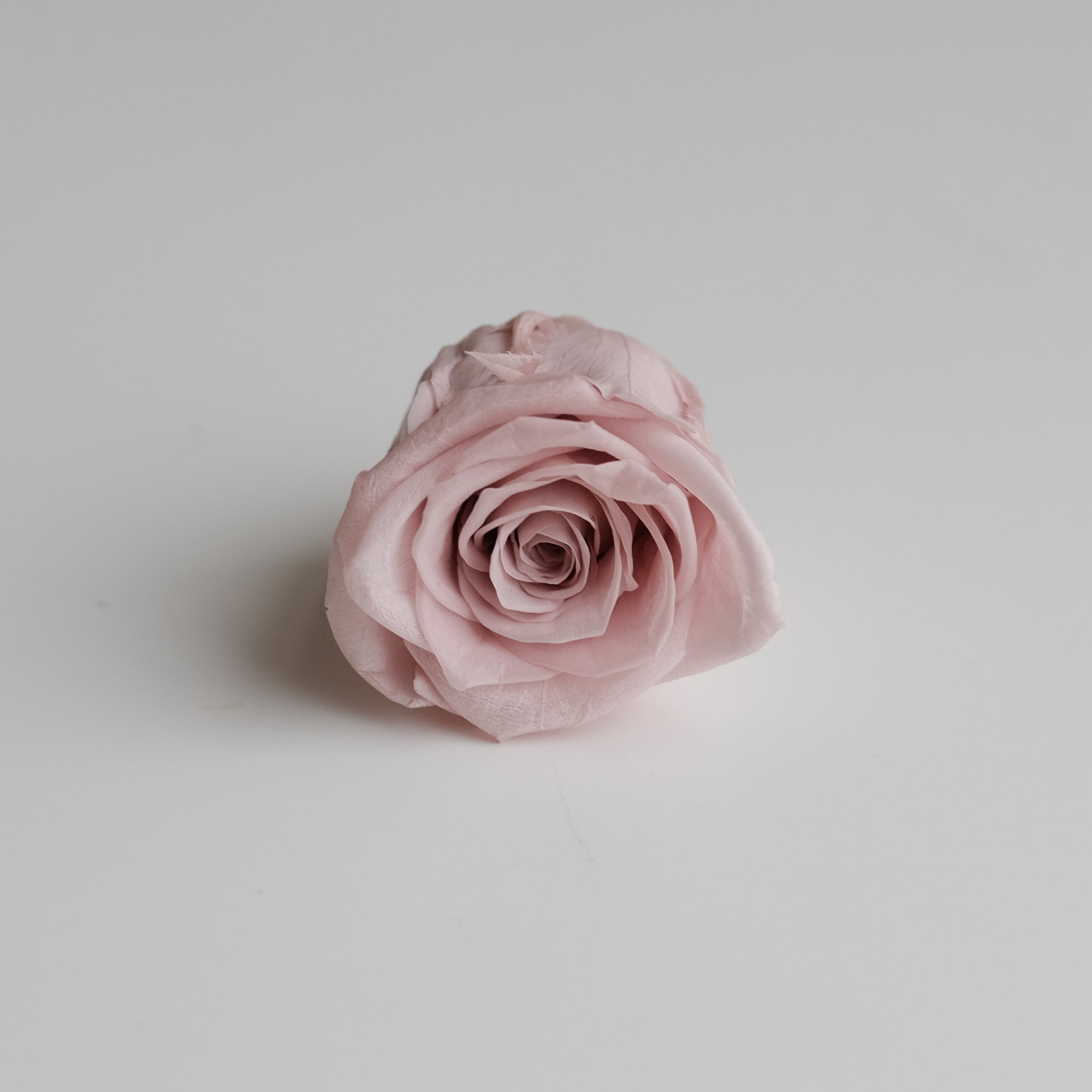 Camilia Preserved Rose 8pcs
