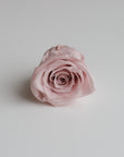 Camilia Preserved Rose 8pcs