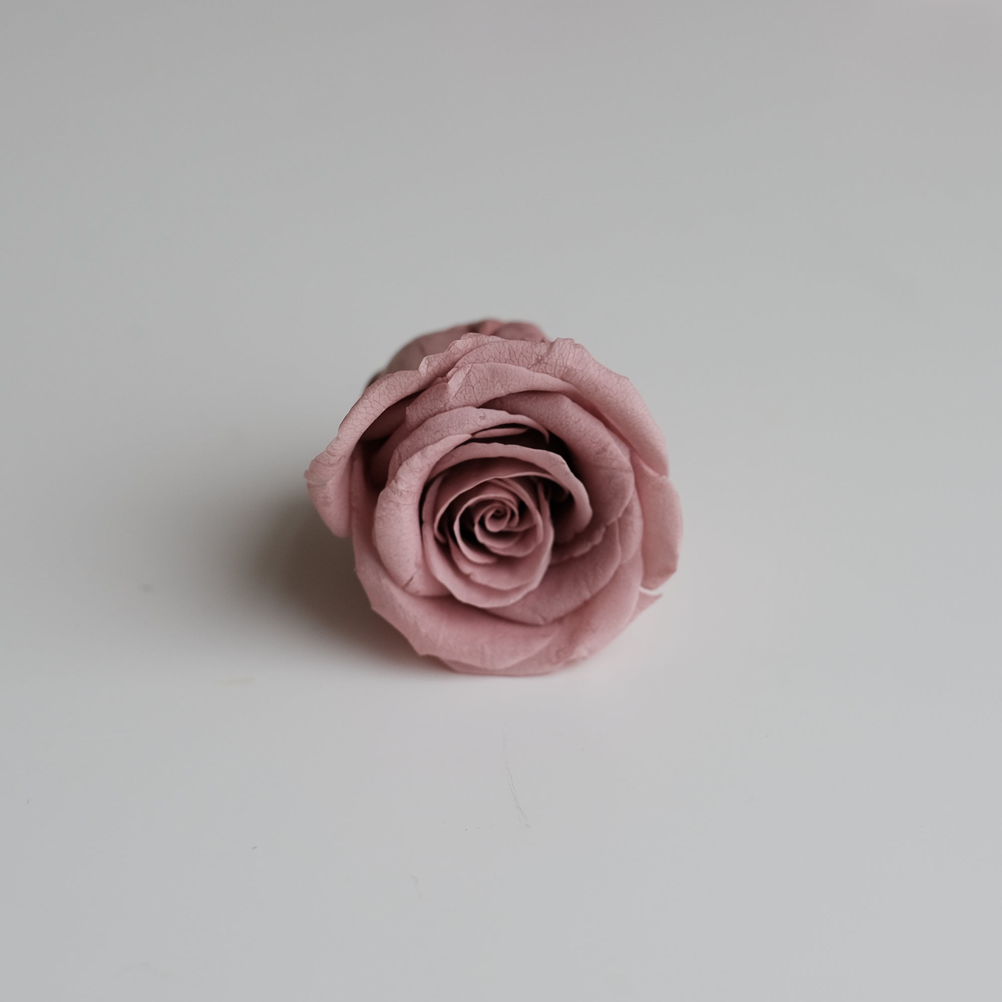 Camilia Preserved Rose 8pcs