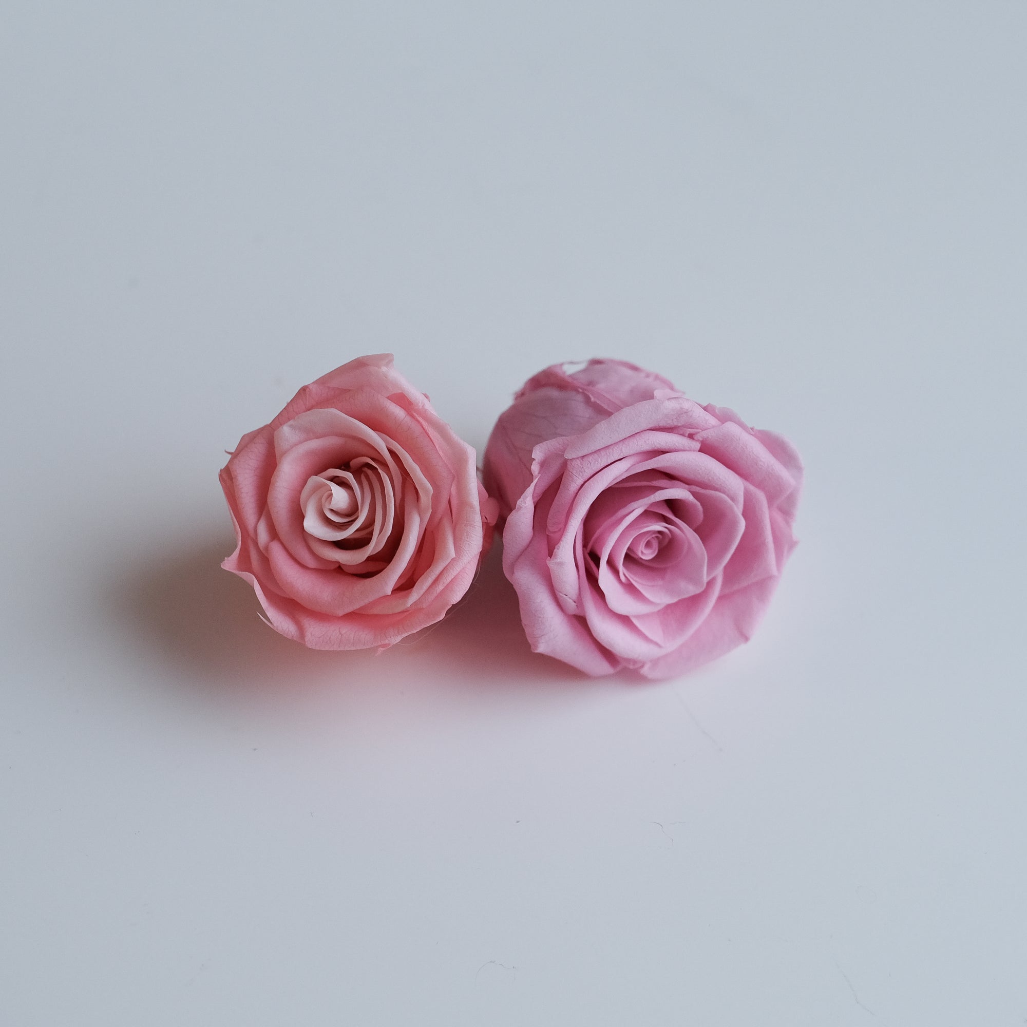 Camilia Preserved Rose 8pcs