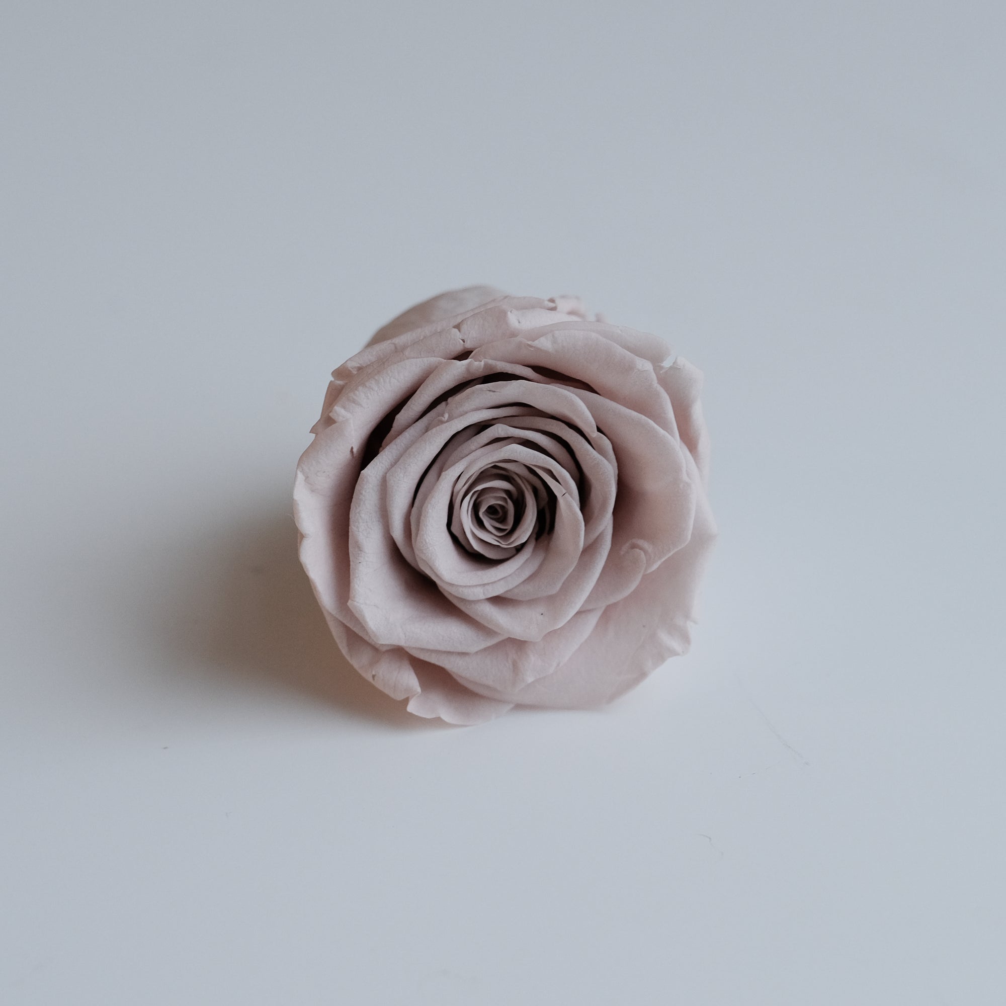 Camilia Preserved Rose 8pcs