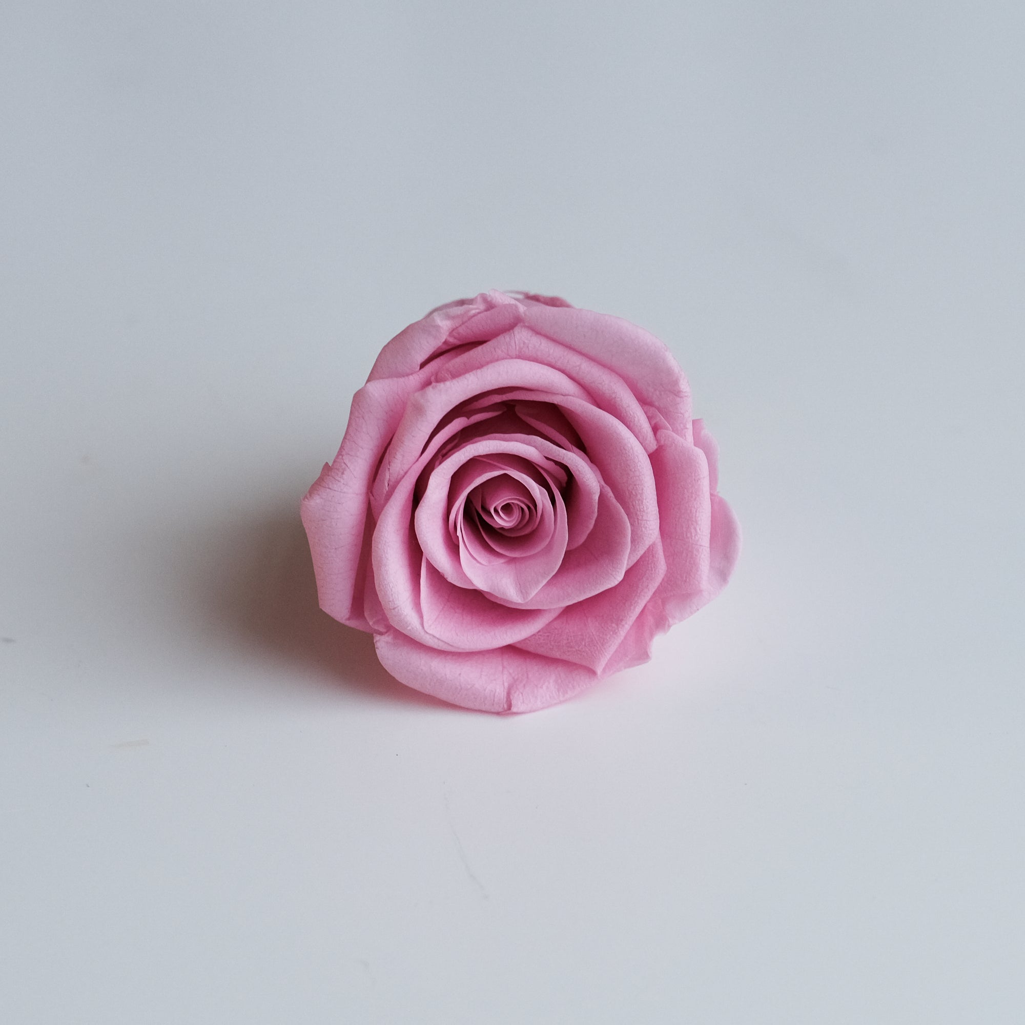 Camilia Preserved Rose 8pcs
