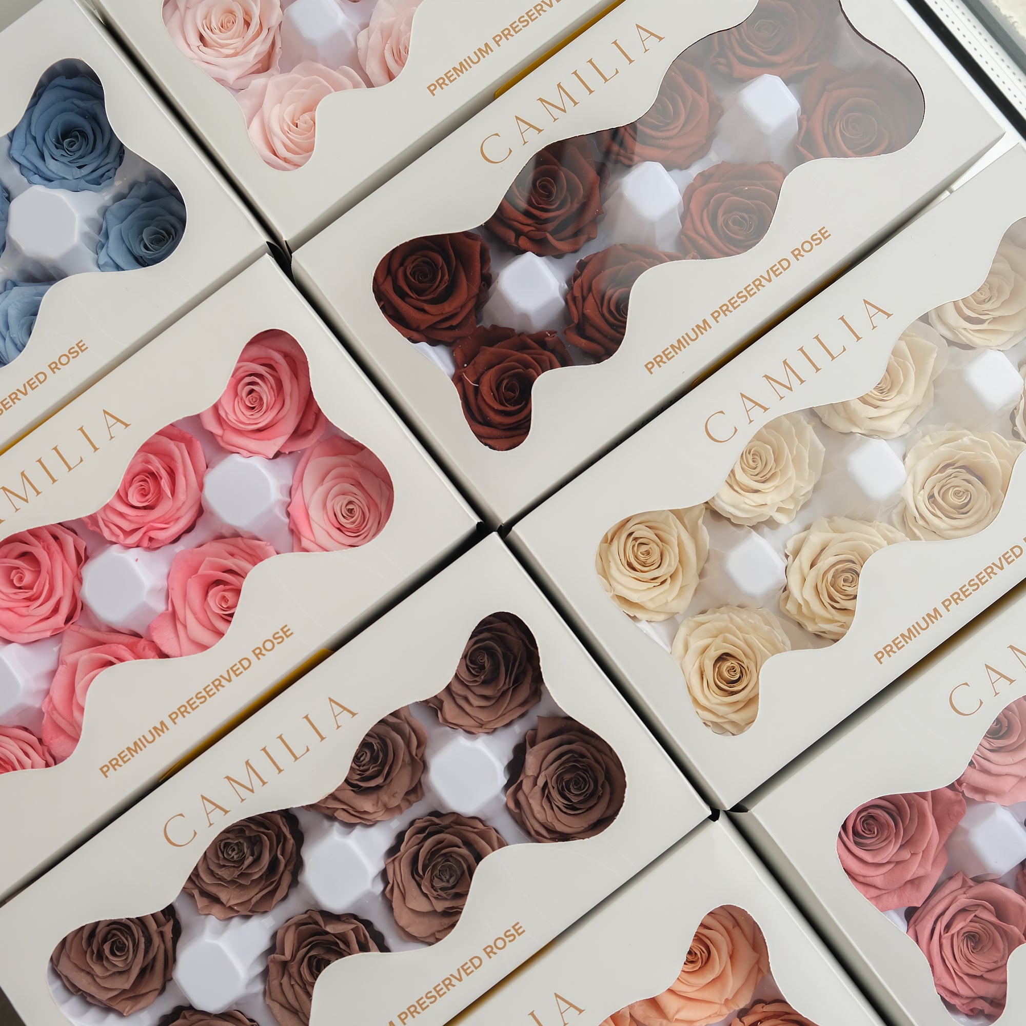 Camilia Supply Preserved Rose