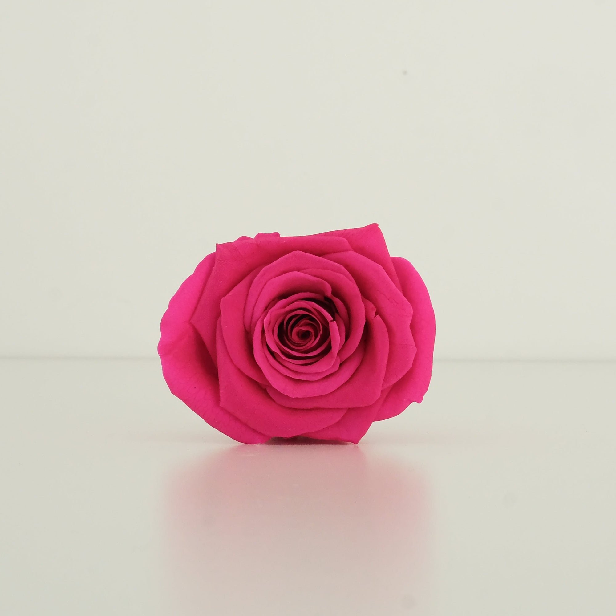 Camilia Preserved Rose 8pcs