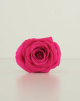 Camilia Preserved Rose 8pcs