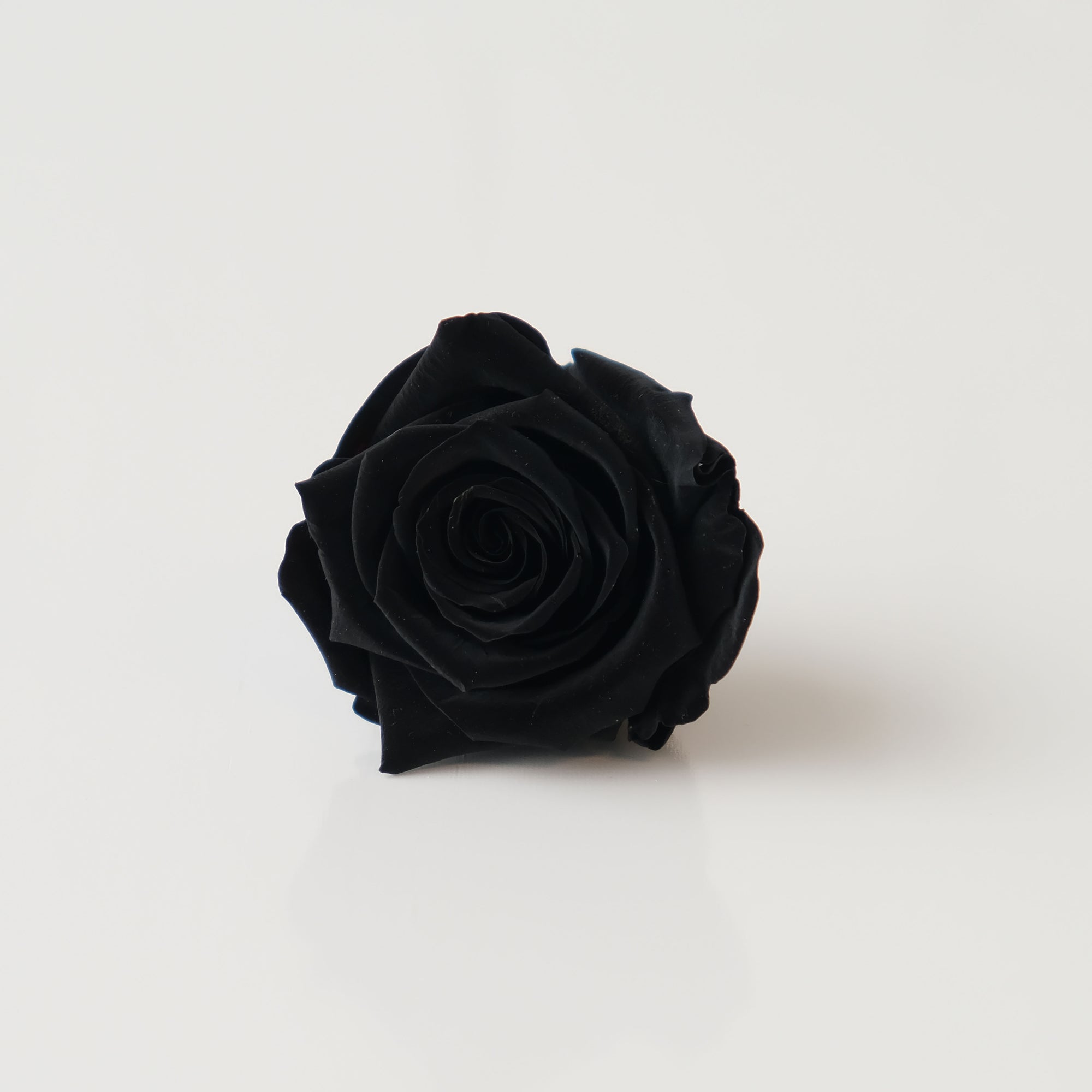 Camilia Preserved Rose 8pcs
