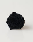 Camilia Preserved Rose 8pcs