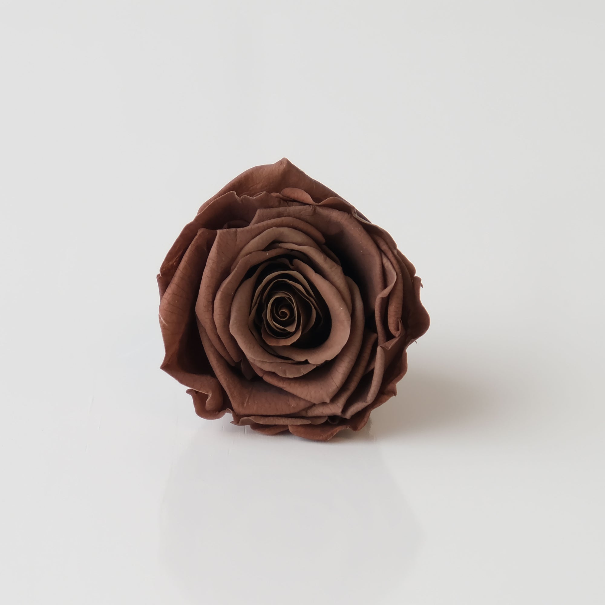 Camilia Preserved Rose 8pcs