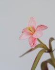 Camilia Supply Flower Liquid Color Dye